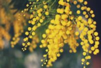 Most Yellow Flowers in The World (Meaning, Seasonal, And Occasions)