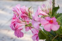 Beautiful Pink Flowers for Your Garden