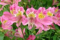 Beautiful Pink Flowers for Your Garden