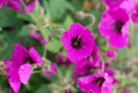 Beautiful Pink Flowers for Your Garden