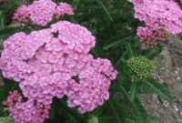 Beautiful Pink Flowers for Your Garden