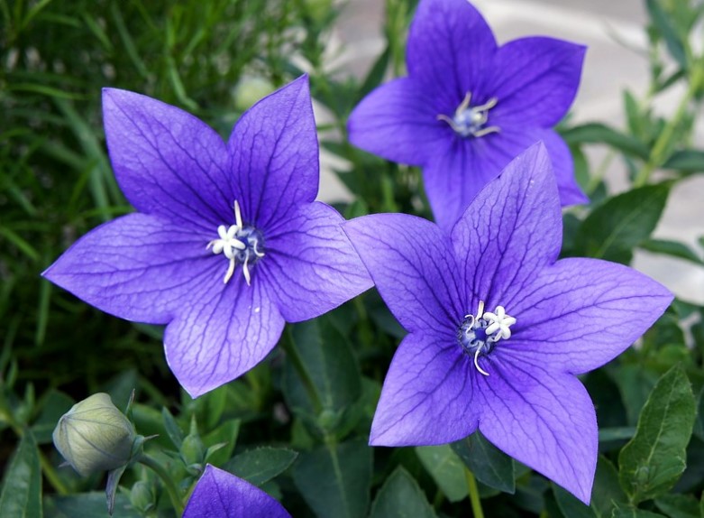 Different Types of Purple Flowers + Meaning