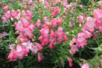 Beautiful Pink Flowers for Your Garden