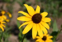 Most Yellow Flowers in The World (Meaning, Seasonal, And Occasions)