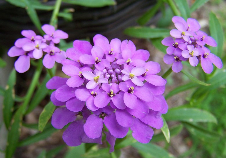 Different Types of Purple Flowers + Meaning