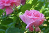 Beautiful Pink Flowers for Your Garden