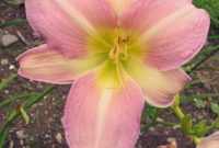 Beautiful Pink Flowers for Your Garden
