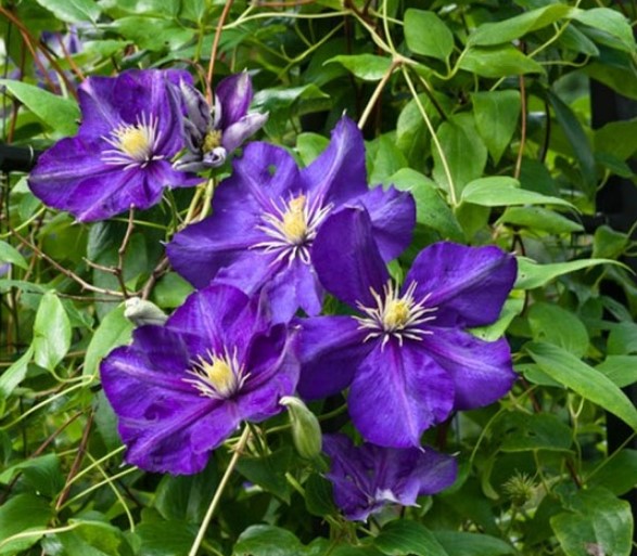 Different Types of Purple Flowers + Meaning