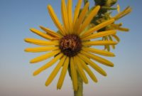 Most Yellow Flowers in The World (Meaning, Seasonal, And Occasions)