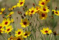 Most Yellow Flowers in The World (Meaning, Seasonal, And Occasions)