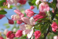 Beautiful Pink Flowers for Your Garden