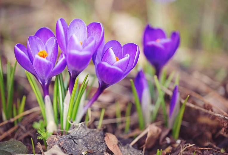 Different Types of Purple Flowers + Meaning