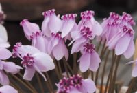 Beautiful Pink Flowers for Your Garden