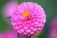 Beautiful Pink Flowers for Your Garden