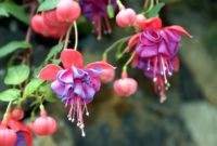Beautiful Pink Flowers for Your Garden