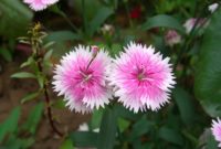 Beautiful Pink Flowers for Your Garden