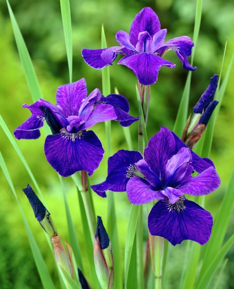 Different Types of Purple Flowers + Meaning