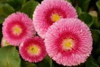 Beautiful Pink Flowers for Your Garden