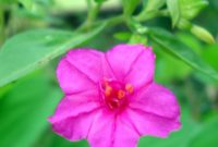 Beautiful Pink Flowers for Your Garden