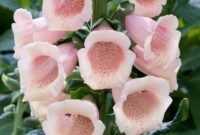 Beautiful Pink Flowers for Your Garden