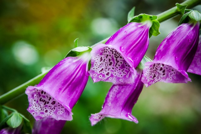 Different Types of Purple Flowers + Meaning