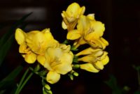 Most Yellow Flowers in The World (Meaning, Seasonal, And Occasions)