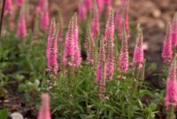 Beautiful Pink Flowers for Your Garden
