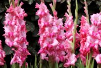 Beautiful Pink Flowers for Your Garden