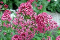 Beautiful Pink Flowers for Your Garden