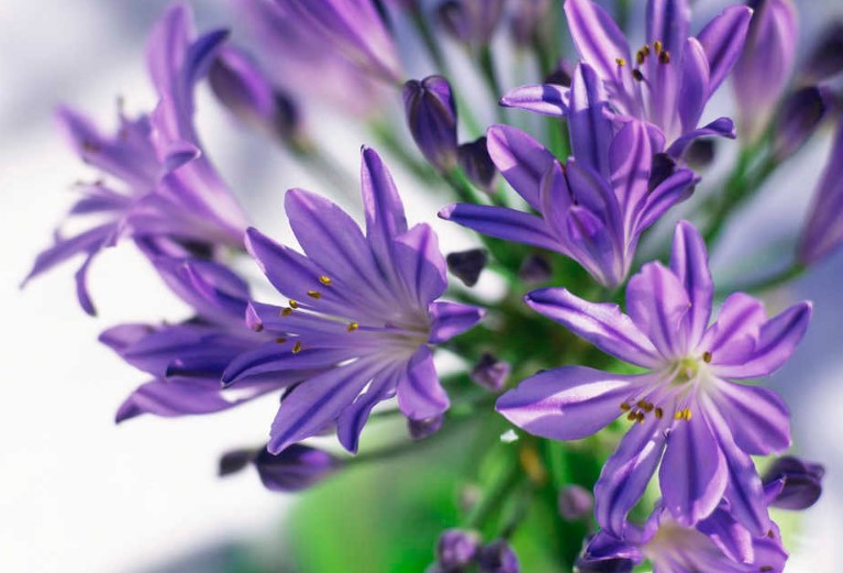 Different Types of Purple Flowers + Meaning