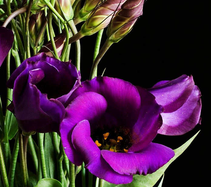 Different Types of Purple Flowers + Meaning