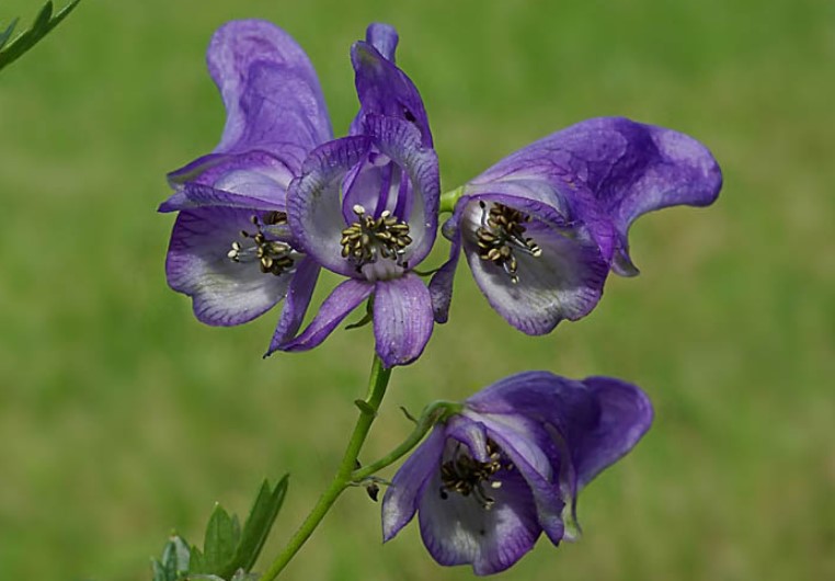 Different Types of Purple Flowers + Meaning