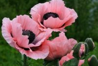 Beautiful Pink Flowers for Your Garden