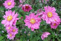 Beautiful Pink Flowers for Your Garden