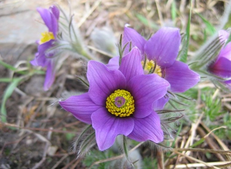 Different Types of Purple Flowers + Meaning