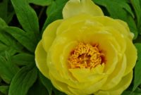 Most Yellow Flowers in The World (Meaning, Seasonal, And Occasions)