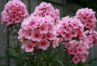 Beautiful Pink Flowers for Your Garden