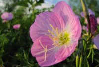 Beautiful Pink Flowers for Your Garden