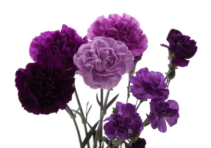 Different Types of Purple Flowers + Meaning