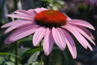 Beautiful Pink Flowers for Your Garden