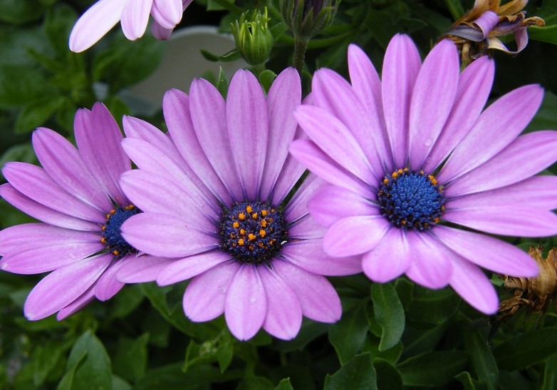 Different Types of Purple Flowers + Meaning