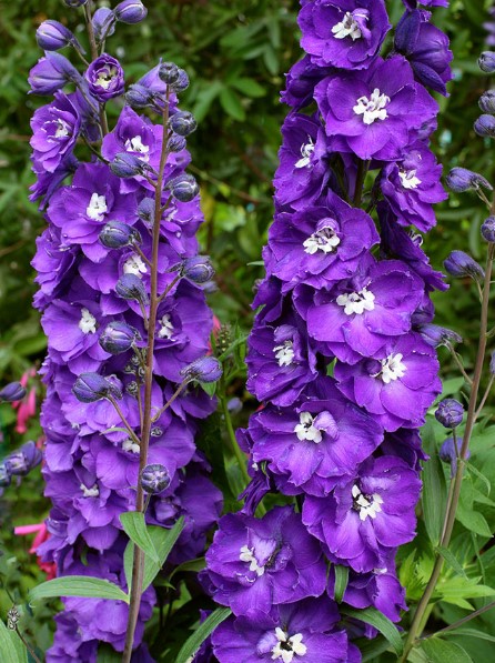 Different Types of Purple Flowers + Meaning