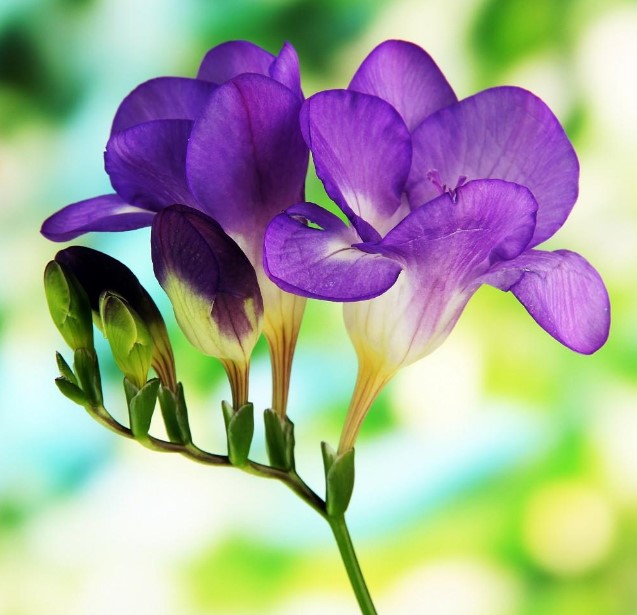 Different Types of Purple Flowers + Meaning