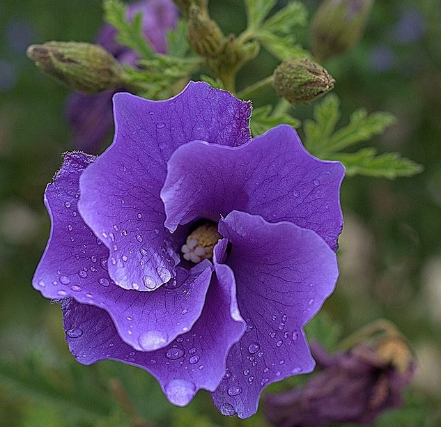 Different Types of Purple Flowers + Meaning