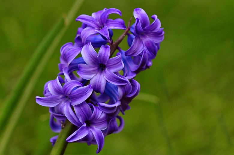 Different Types of Purple Flowers + Meaning