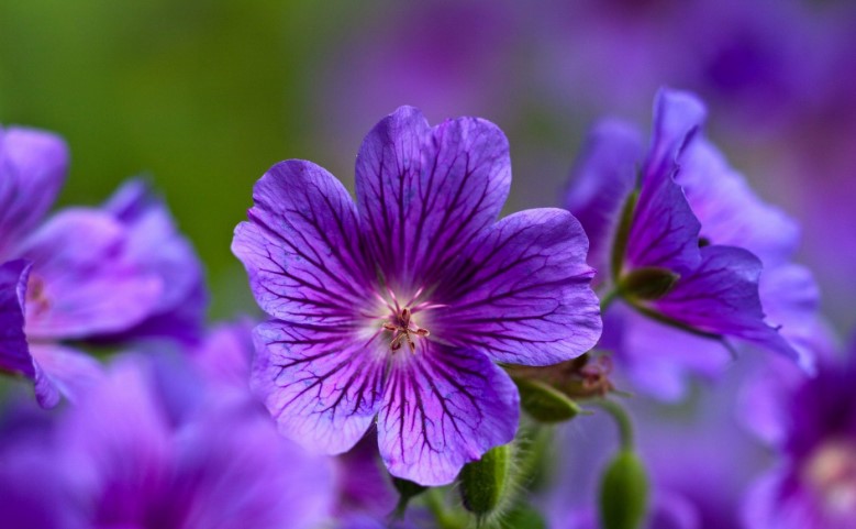 Different Types of Purple Flowers + Meaning