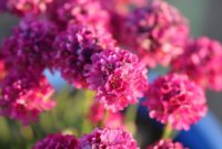 Beautiful Pink Flowers for Your Garden