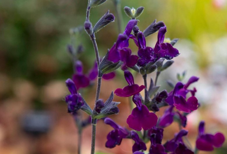 Different Types of Purple Flowers + Meaning