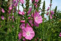 Beautiful Pink Flowers for Your Garden