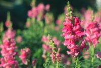 Beautiful Pink Flowers for Your Garden
